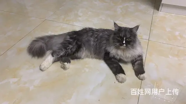 小偿森林猫 - 图片 1