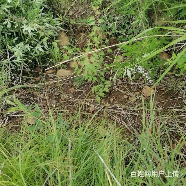 荒山转让 - 图片 3