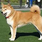 哪里有秋田犬秋田犬多少钱哪里买到秋田犬