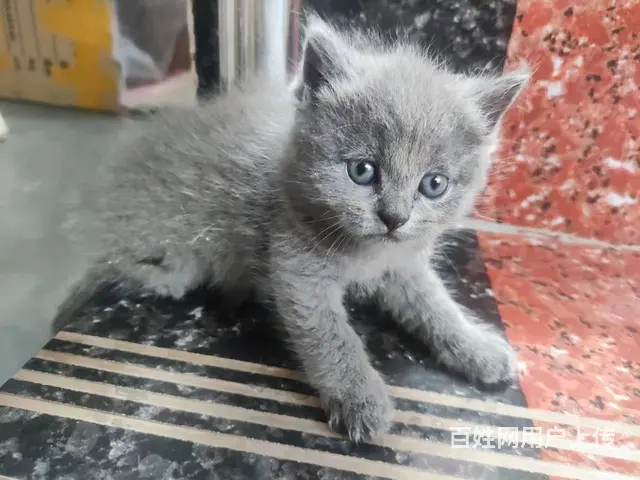 家养精品蓝猫刚满月 - 图片 5