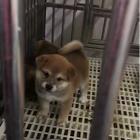 张家口哪儿有纯种柴犬出生，纯种柴犬价位表