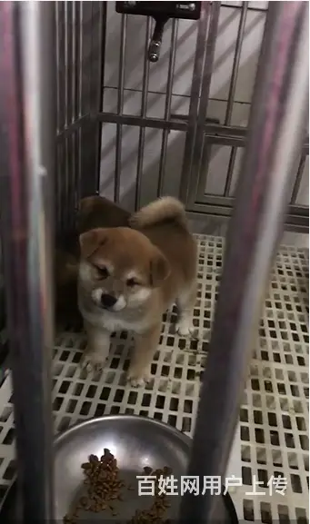 崇左血统柴犬哪里有卖，血统柴犬一般多少钱 - 图片 10