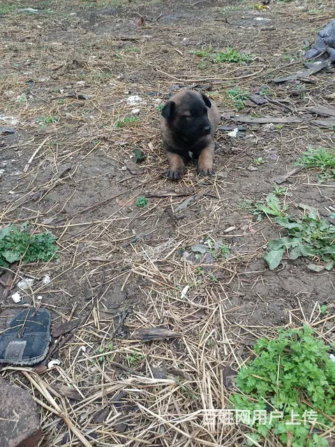 小马犬出售 - 图片 2
