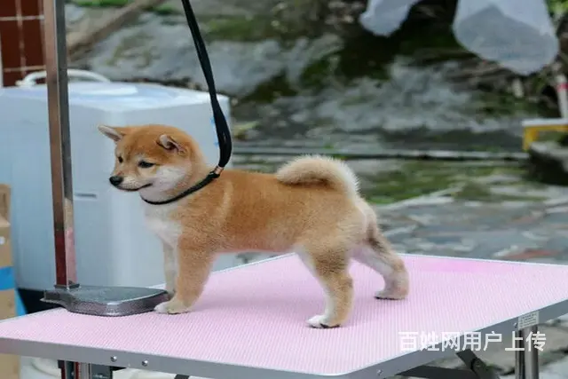 高品质柴犬萌宠 基地直销 保纯种健康 欢迎实地挑选 - 图片 3