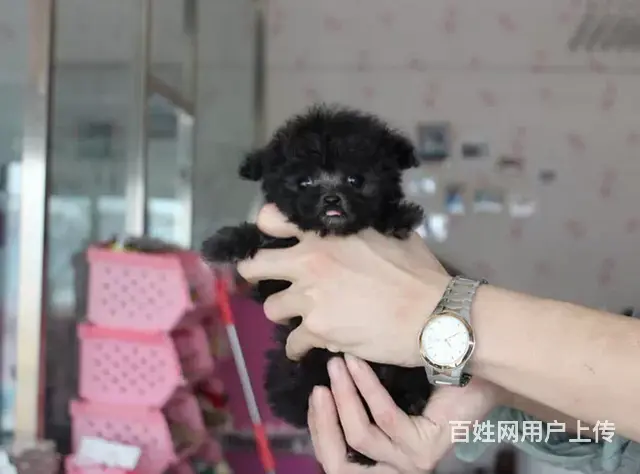 韩版茶杯泰迪熊幼犬出售 保纯保质保健康 可送货 - 图片 4