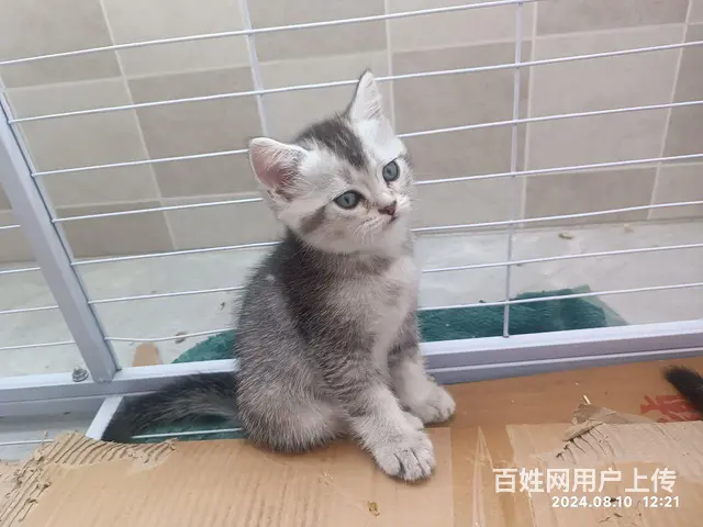 卖虎斑猫 - 图片 2