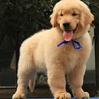 衡阳本地金毛犬价格，本地哪儿可以买到金毛犬