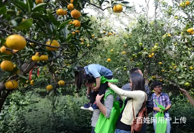 苏州西山岛 有特色农家乐包吃包住橘子采摘游 - 图片 1