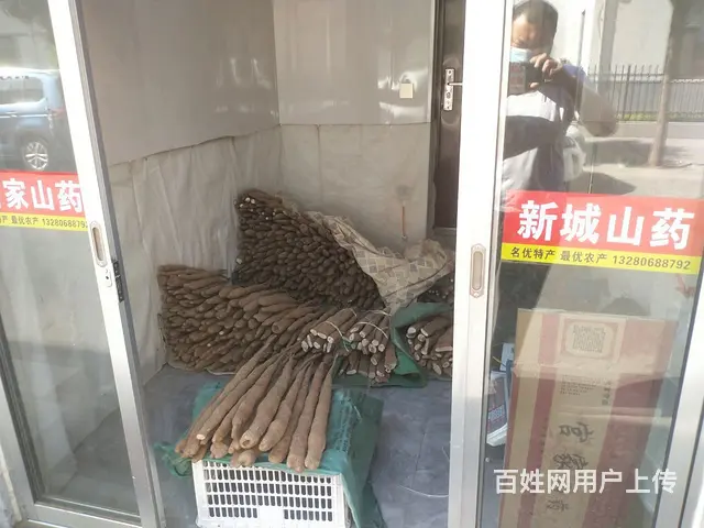 新城细毛山药 - 图片 2