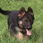 乐山德牧犬舍基地常年出售纯种德牧双血德牧幼犬