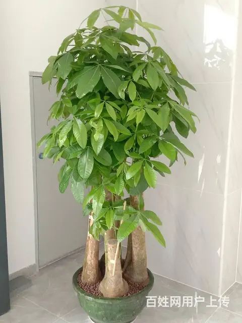 珠海横琴发财树绿萝写字楼绿植大堂植物售楼部绿植长租 - 图片 10