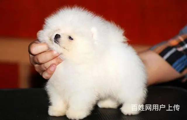 北京哈多利系博美犬 纯种茶杯俊介博美出售 - 图片 3