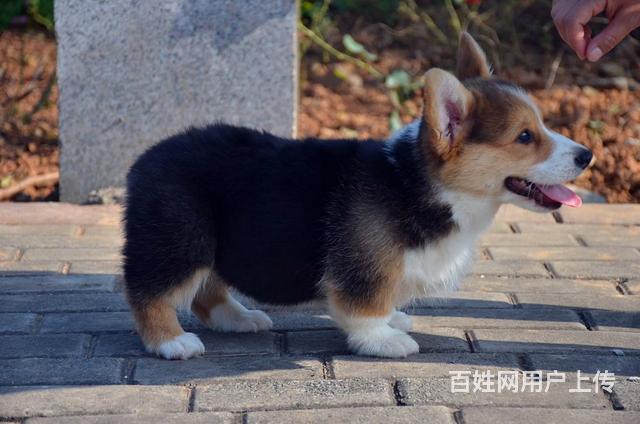 【圖】- 榆林哪裡有出售柯基犬的,多少錢一隻柯基犬 - 榆林子洲狗狗