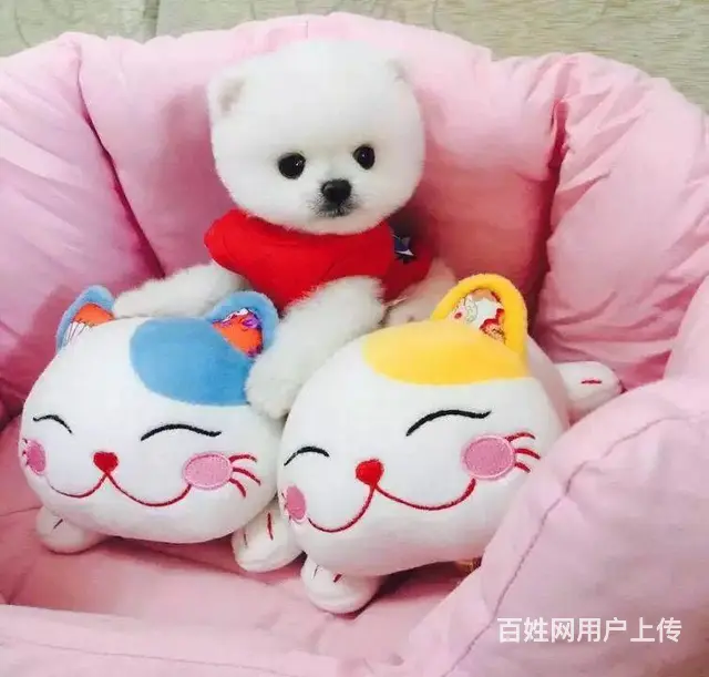 广州正规狗场 广州哪里有卖博美俊介犬 包纯种健康 - 图片 12