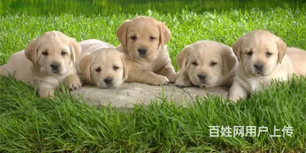 吕梁比熊哪里有卖,比熊幼犬哪里有卖 - 图片 3