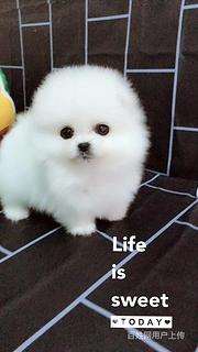 十堰【博美犬舍】地址靠谱博美卖家