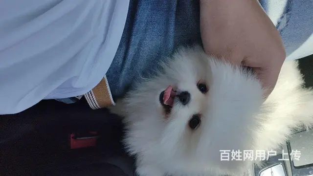 出售茶杯博美犬（个人） - 图片 4