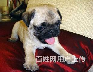 深圳宠物 深圳宠物服务/配种 深圳宠物医院 品种暂无 公母暂无 年龄