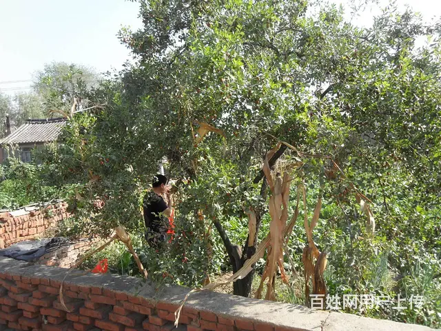 铧子镇卢芳村，4万 民房出卖，有房照。 - 图片 6