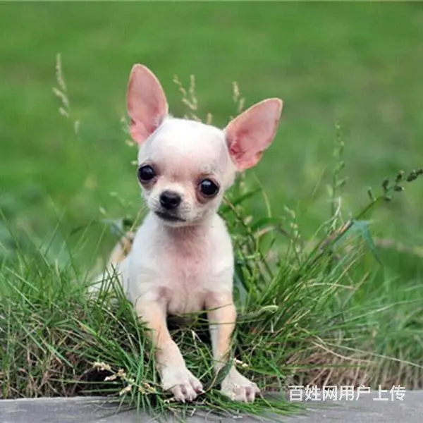 扬州上哪可以看到吉娃娃犬舍，吉娃娃犬舍地址位置 - 图片 2