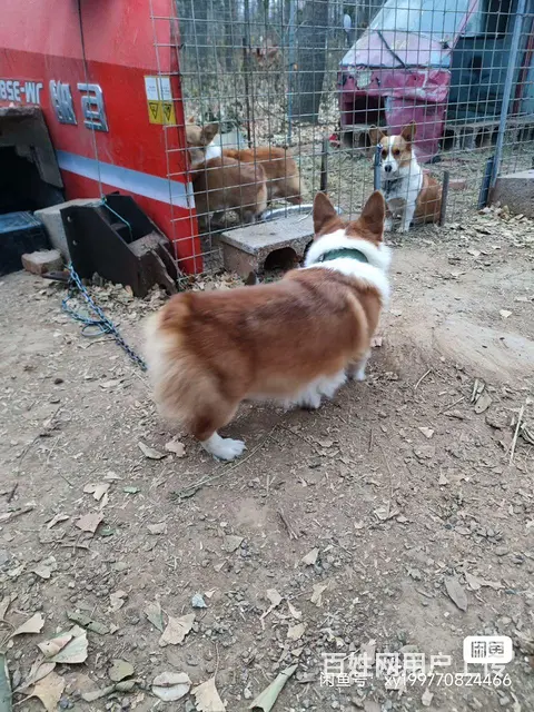 出售柯基成母犬 - 图片 3