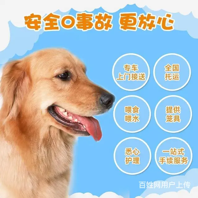 南充南部宠物托运 （猫狗活体运输）宠物快递至全国 - 图片 3