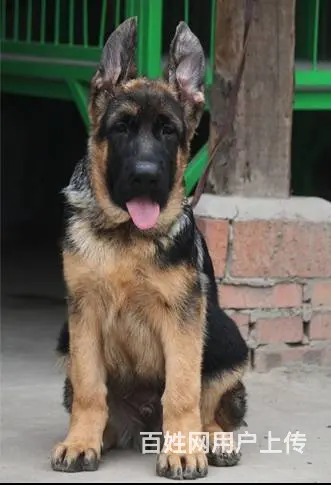 纯种 锤系德牧 出售德国牧羊幼犬 纯种健康 有保障 - 图片 6