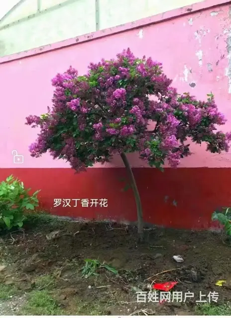 抚顺顺城顶级的树苗免费咨询 - 图片 3