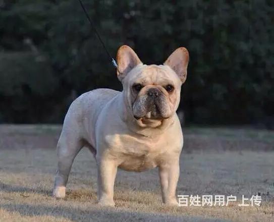 抚顺哪里有基地直销高品质法国斗牛犬出售，公母均有多 - 图片 2