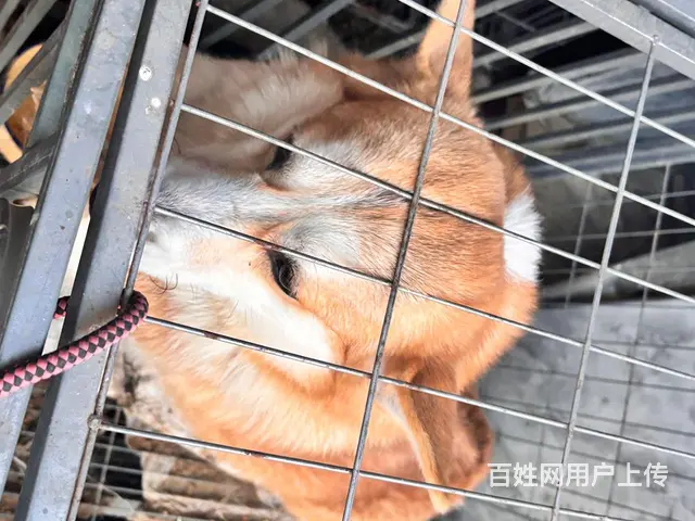 临西县600块出柯基  仅自提 外地勿扰 - 图片 4