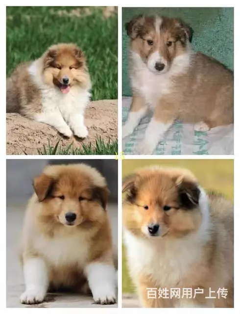 【货到付款犬舍】沈阳喜乐蒂多少钱 喜乐蒂好养吗图 - 图片 3