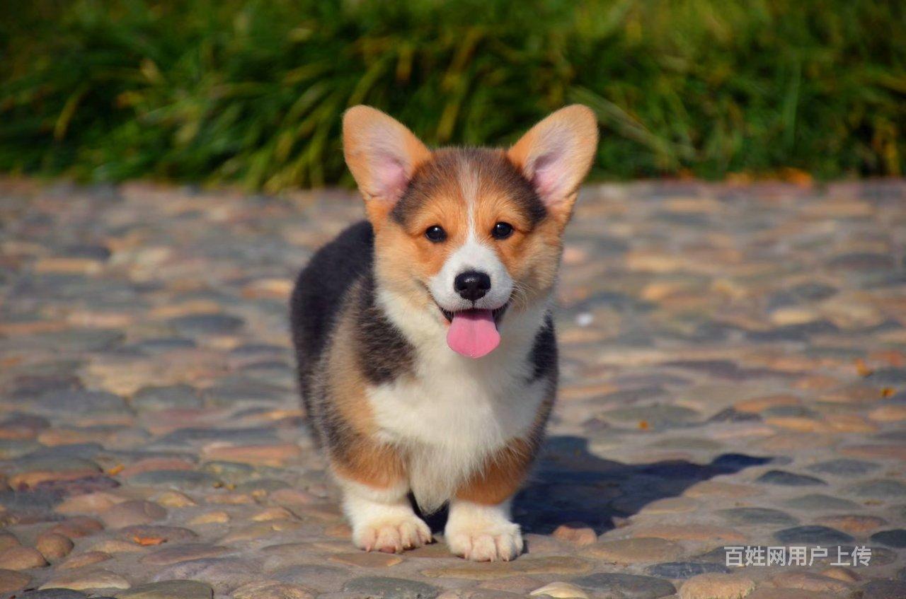【图】- 银川市哪里有卖柯基的 哪里有正规犬舍 - 银川金凤狗狗