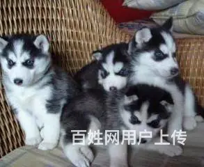 纯种哈士奇 黑白色哈士奇 可爱聪明的哈士奇幼犬 - 图片 6