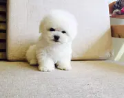 精品比熊幼犬 赛级比熊 纯种健康的大毛量比熊