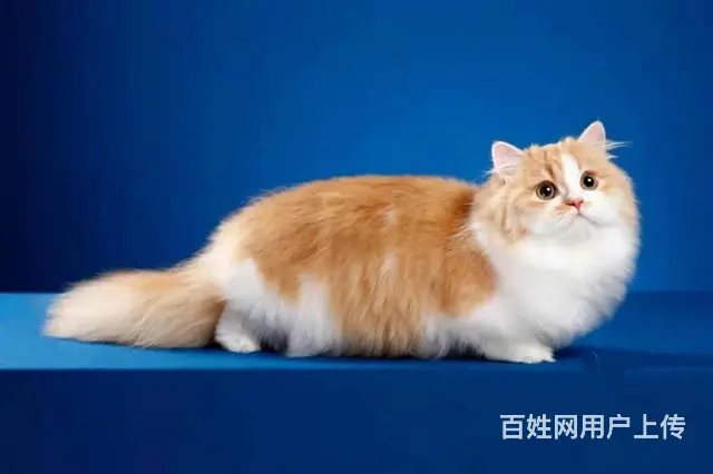 曼基康矮脚猫多少钱 拿破仑好养吗 矮脚拿破仑照片 - 图片 8