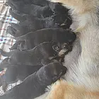德牧