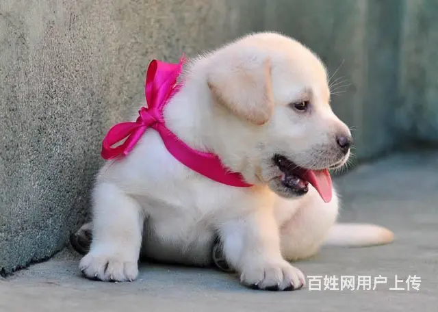 哪有纯种拉布拉多犬的 拉布拉多犬多少钱 - 图片 6