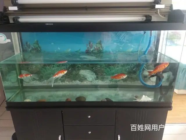 鱼缸，观赏鱼缸 - 图片 1