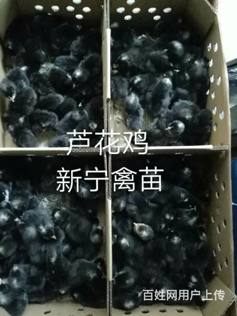 莆田新宁禽苗批发部(麻羽绿壳蛋鸡） - 图片 4