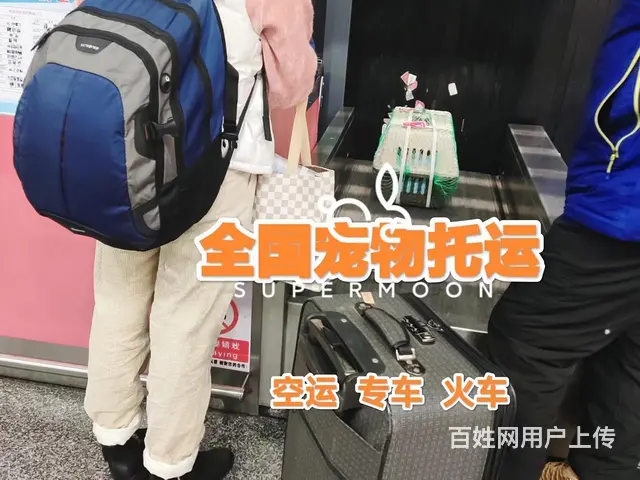 丽水云和宠物托运 （猫狗活体运输）宠物快递至全国 - 图片 2