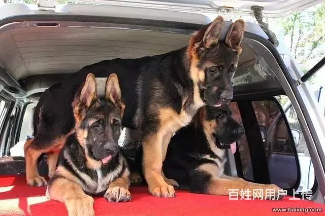 纯种锤系德国牧羊犬出售 北京市德牧幼犬多少钱 - 图片 6