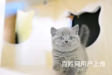 哪里有英短蓝猫卖的 蓝猫多钱一只 - 图片 6