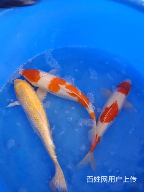 苏州永乐锦鲤大量出售锦鲤鱼 - 图片 3