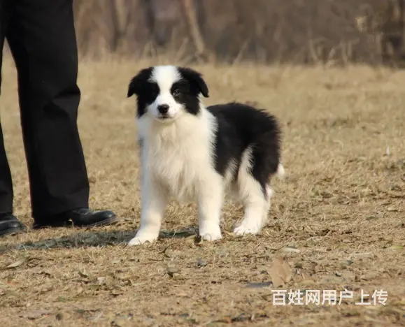 边境牧羊犬价格 纯种边牧幼犬出售 可上门可视频挑选 - 图片 6