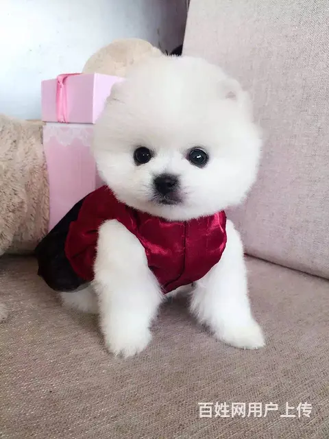 广州正规狗场 广州哪里有卖博美俊介犬 包纯种健康 - 图片 1
