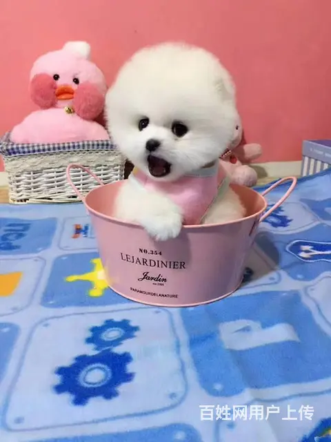 纯种哈多利博美犬 纯种球体白色博美幼犬供您选 - 图片 1