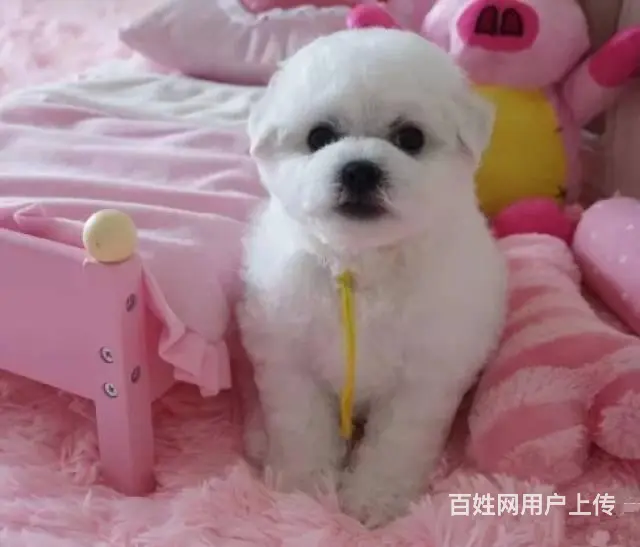纯种比熊犬，赛级比熊犬，比熊价格专业繁育比熊基地 - 图片 6