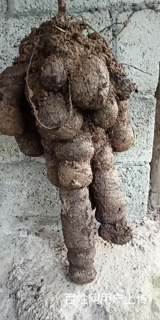 别名药材…野生红姜头 - 图片 3