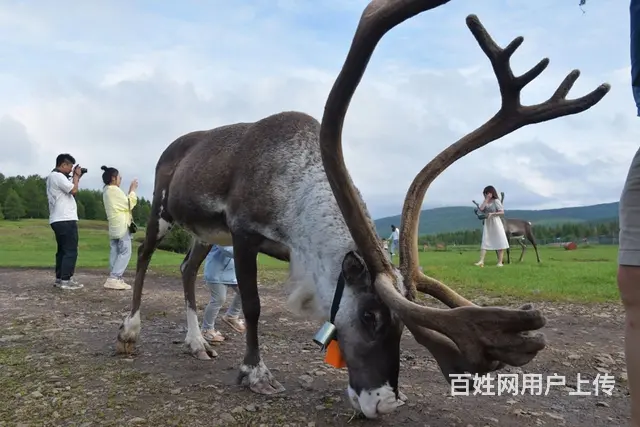 呼伦贝尔旅游向导排名推荐巴特尔 - 图片 4