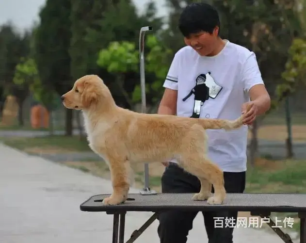 出售纯种大骨量 美系大脑袋金毛 带健康证书 - 图片 2
